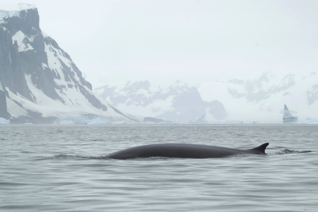 Біля української станції “Академік Вернадський” помітили одного з найбільших китів у світі